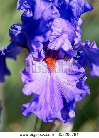 Multi-colored Irises