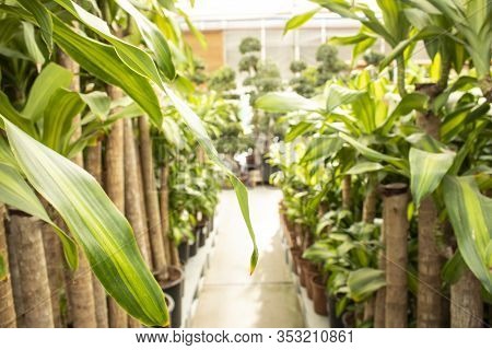 Dracaena Fragrans Tree. There Are Many Trees To The Left And Right Of The Picture.