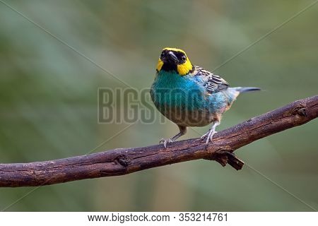 Colorful And Beauty Bird Standing On A Tree Branch