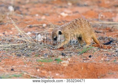 The Meerkat Or Suricate (suricata Suricatta), Playing Youngsters.small Meercat Is Looking For Food.