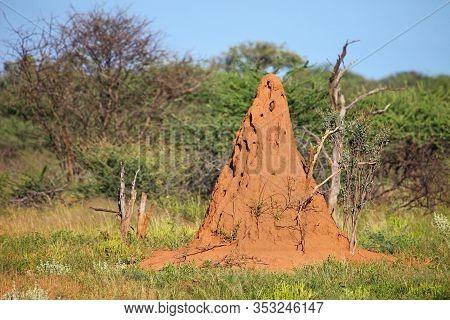 Termite Mound In A Savannah Of A South Africa