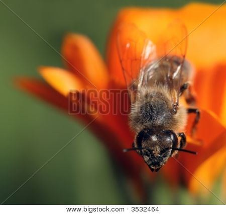 Abeille sur fleur d'oranger