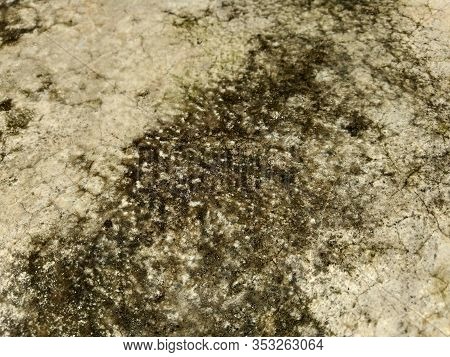 Moss (bryophyta) Grow Up On The Wall