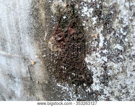 Moss (bryophyta) Grow Up On The Wall