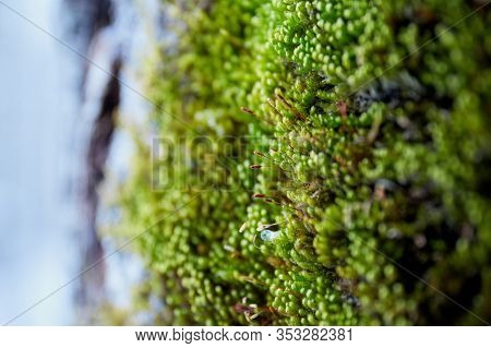 Green, Juicy Moss With Dew Drops And Blooming Part
