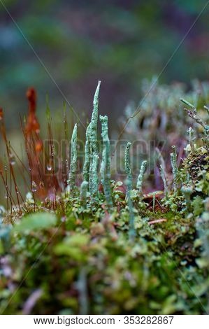 Different Shapes And Colors Of Woody Spores Growing From Grass