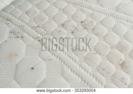 Mold Dirt On Bed Image Photo Free Trial Bigstock