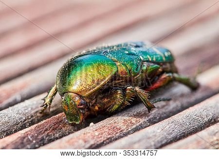 Green Golden June Beetle Or Cockchafer Detail View Sitting On A Wooden Deck In The Sun. You Can See 