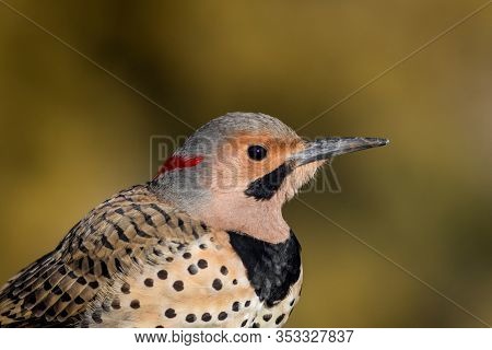Northern Flicker Closeup, Colaptes Auratus, A Medium Sized Bird Of The Woodpecker Family, Looking Ri