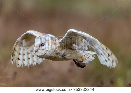 Barn Owl (tieto Alba) In Flight