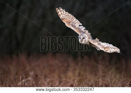 Barn Owl (tieto Alba) In Flight