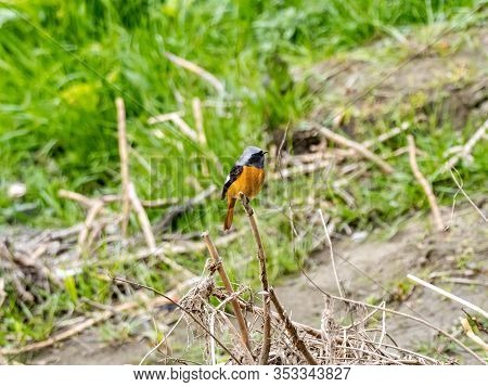 A Daurian Redstart, Phoenicurus Auroreus, Perches Among The Long Grass Beside The Tama River In Toky