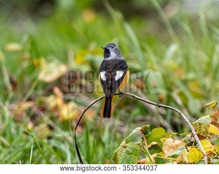A Daurian Redstart, Phoenicurus Auroreus, Perches Among The Long Grass Beside The Tama River In Toky