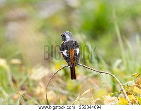 A Daurian Redstart, Phoenicurus Auroreus, Perches Among The Long Grass Beside The Tama River In Toky