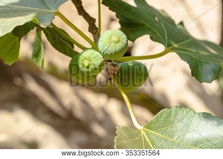 Fig Tree. A Branch With Green Unripe Figs At Italian Farm.