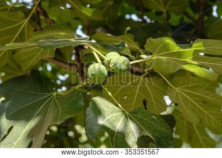 Fig Tree. Green Unripe Figs Are Growing On Fruit Tree Branch With Lush Foliage In Italian Garden