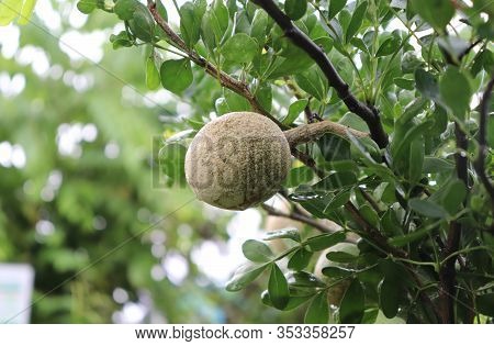Limonia Acidissima On The Tree. Wood Apple, Curd Fruit