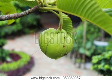 Dillenia Indica Fruit One The Tree. Elephant Apple Fruit