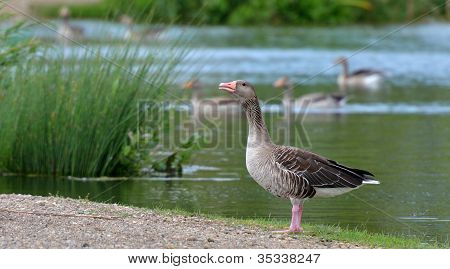 Greylag goose drake