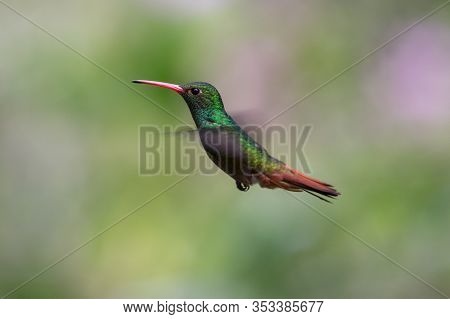 Hummingbird(trochilidae)flying Gems Costa Rica Panama South America.