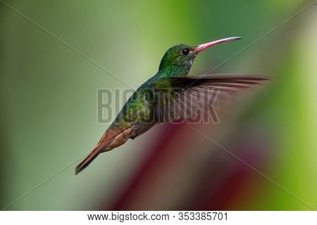Hummingbird(trochilidae)flying Gems Costa Rica Panama South America.