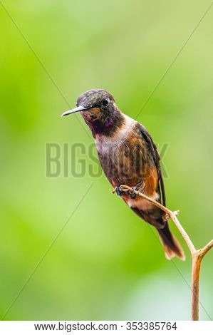 Hummingbird(trochilidae)flying Gems Costa Rica Panama South America.