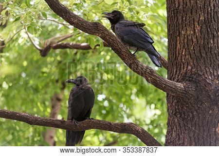 Large-billed Japan Crow, Corvus Macrorhynchos Birds Sitting On A Branch In A Park