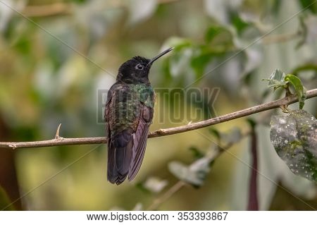 Hummingbird(trochilidae)flying Gems Costa Rica Panama South America.