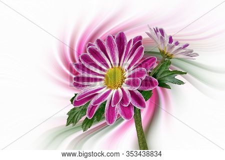 Margerites (leucanthemum) Against An Artistically Abstract Background