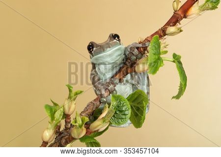 Golden-eyed Tree Frog (trachycephalus Resinifictrix) Perched On A Tree Branch