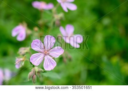 Stripe Detail On Light Purple Flowers In Summer