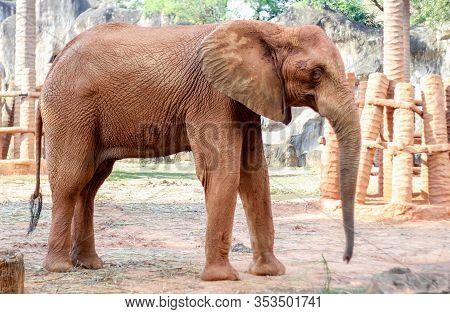 Big African Elephant With Red Soil On Skin For Reduce Temperater In Summer