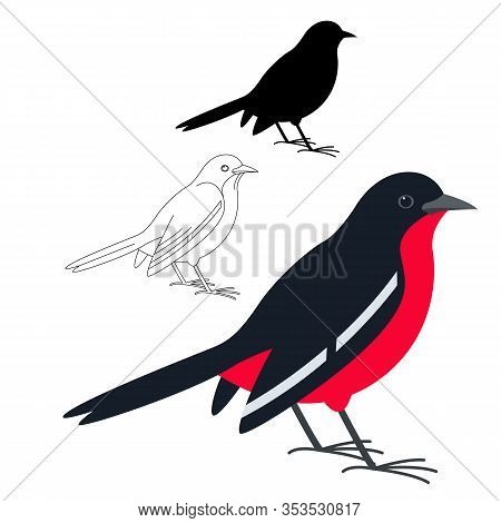 Breasted Shrike,vector Illustration, Flat Style, Silhouette And Lining Draw