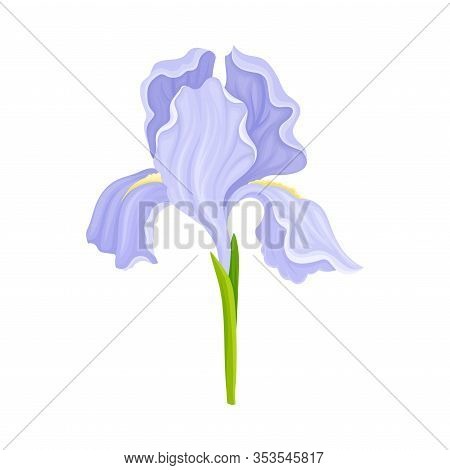 Iris Flower Blossom With Falling Down Sepals Isolated On White Background Vector Illustration