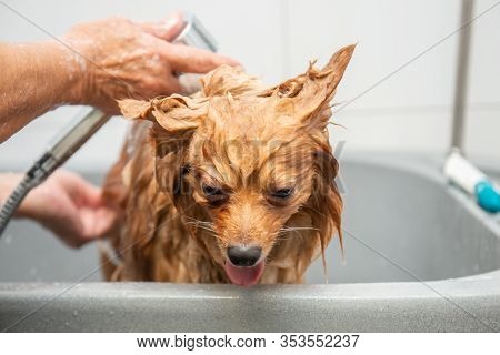 Adorable Small Dog During A Relaxing Bath In A Dog Groomer