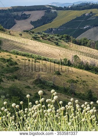 Rural Landscape At Summer Near Ripatransone, Ascoli Piceno, Marches, Italy