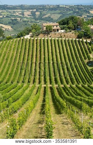 Rural Landscape At Summer Near Montefiore Dell Aso, Ascoli Piceno, Marches, Italy. Vineyard