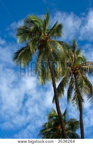 Palmbomen