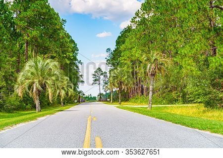Forest Swamp Land In Okefenokee Swamp Park, Southern Georgia.