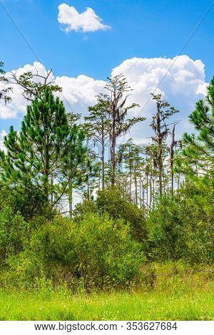 Forest Swamp Land In Okefenokee Swamp Park, Southern Georgia.
