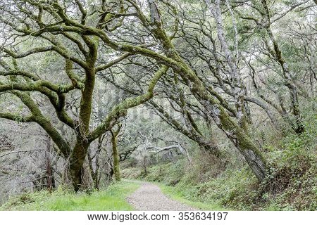 Oak Tree Tunnel At Butano Fire Road. Butano State Park, San Mateo County, California, Usa.
