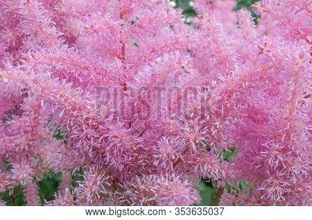 Plant Astilba Darwin S Dream. Plant A Blooming Background. Selective Focus