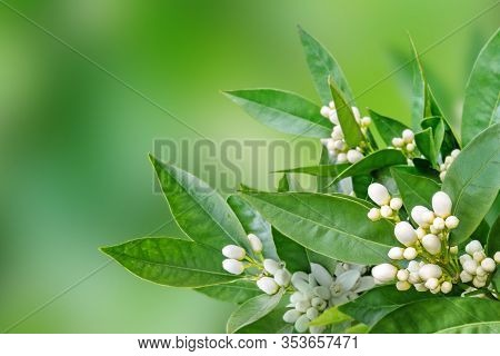 Orange Flowers And Buds And Green Leaves On The Spring Blurred Garden Background. Neroli Blossom.
