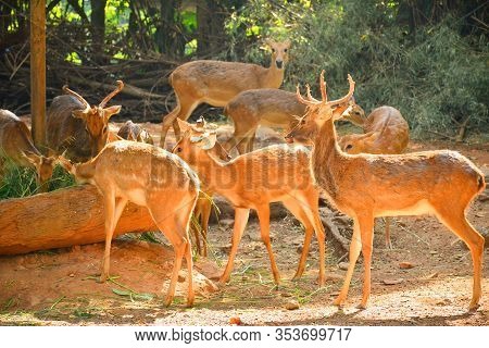 Bangkok, Th - Dec 13: Deers At Dusit Zoo On December 13, 2016 In Khao Din Park, Bangkok, Thailand. D