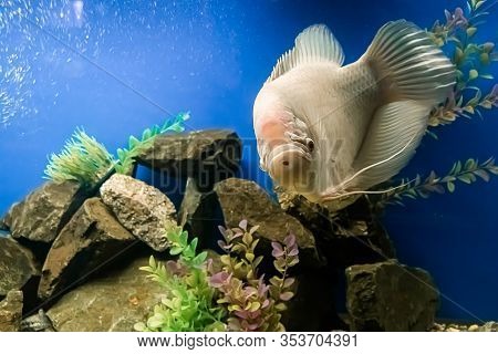 Closeup Beautiful White Freshwater Fish Osphronemus Goramy Swims In Blue Water. Underwater, Soft Foc