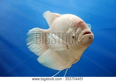 Closeup Beautiful White Freshwater Fish Osphronemus Goramy Swims In Blue Water. Underwater, Soft Foc