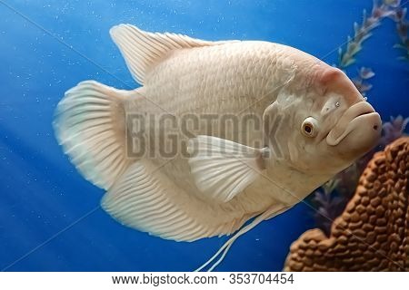 Closeup Beautiful White Freshwater Fish Osphronemus Goramy Swims In Blue Water. Underwater, Soft Foc
