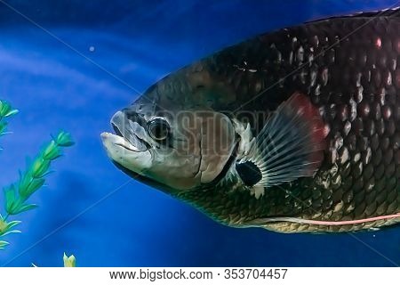 A Large Black Freshwater Fish Osphronemus Goramy Slowly Swims In Blue Water. Soft Focus.