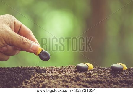 Hand Of Farmer Planting A Black Seeds Of Afzelia, Doussie Or Makha Mong Tree In Soil. Growth And Env