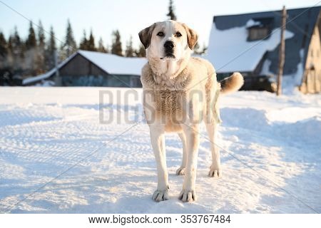 Cute Dog Outdoors On Snowy Winter Day. Funny Pet
